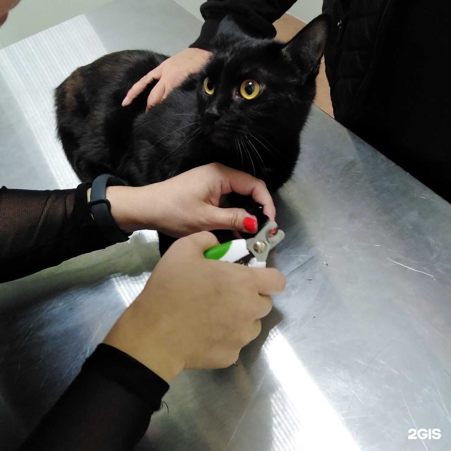 Отзывы на компанию Центральная ветеринарная клиника в Старом Осколе c фото