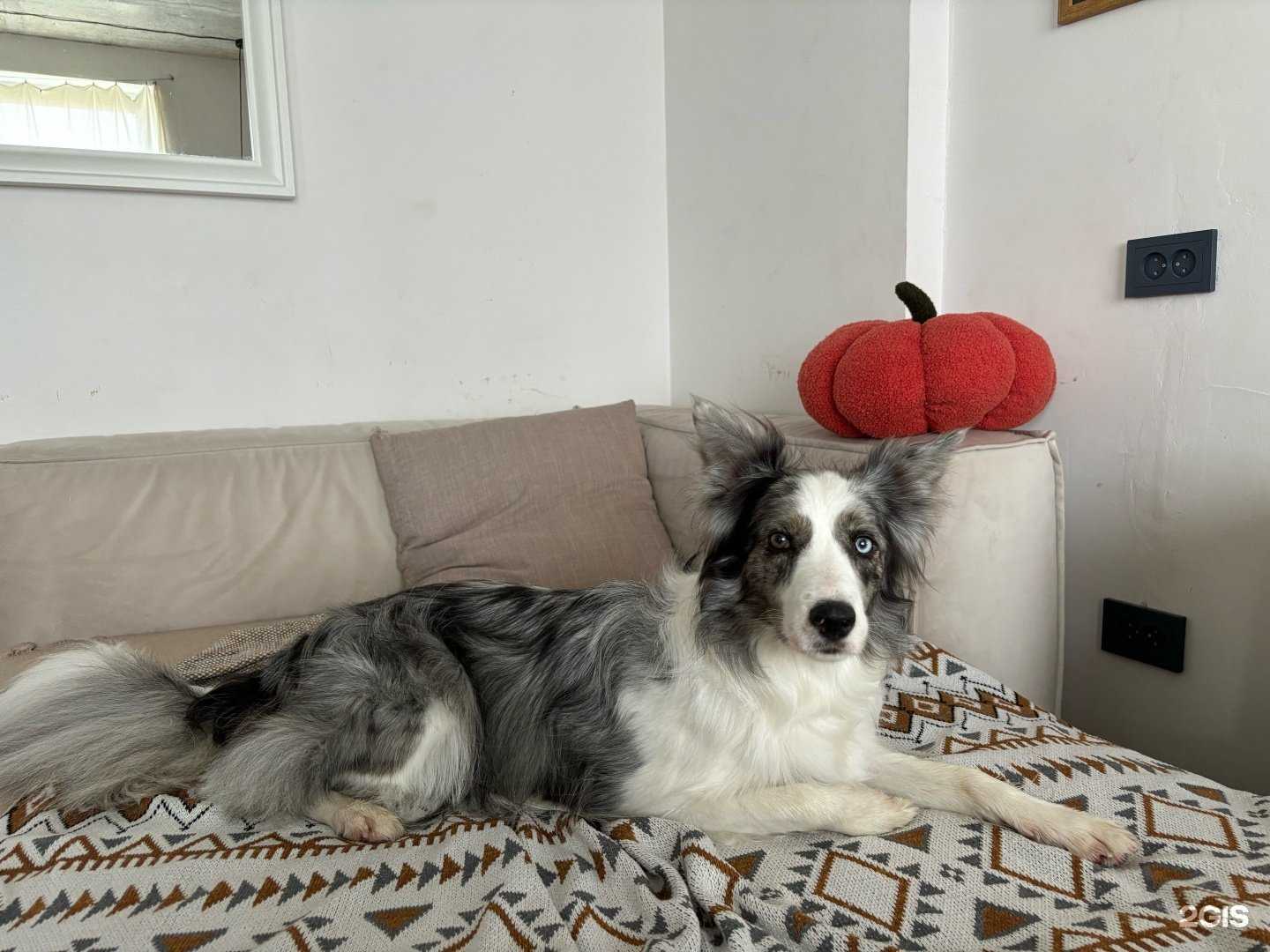 Отзывы на компанию TinkleDog Club в г. Калининград c фото