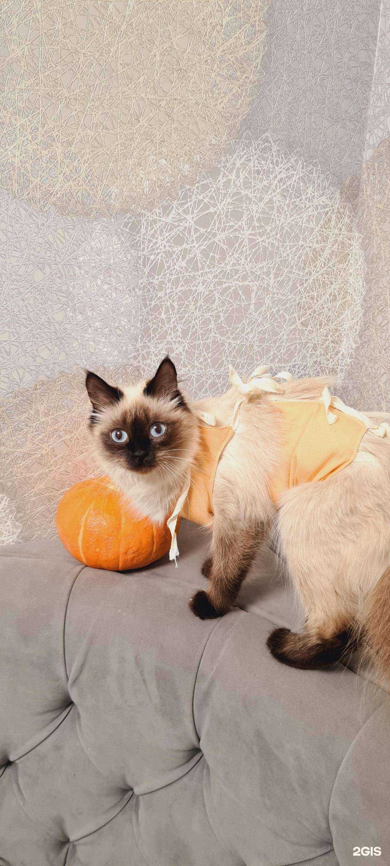 Отзывы на компанию Тюменский ветеринарный центр в Тюмени c фото