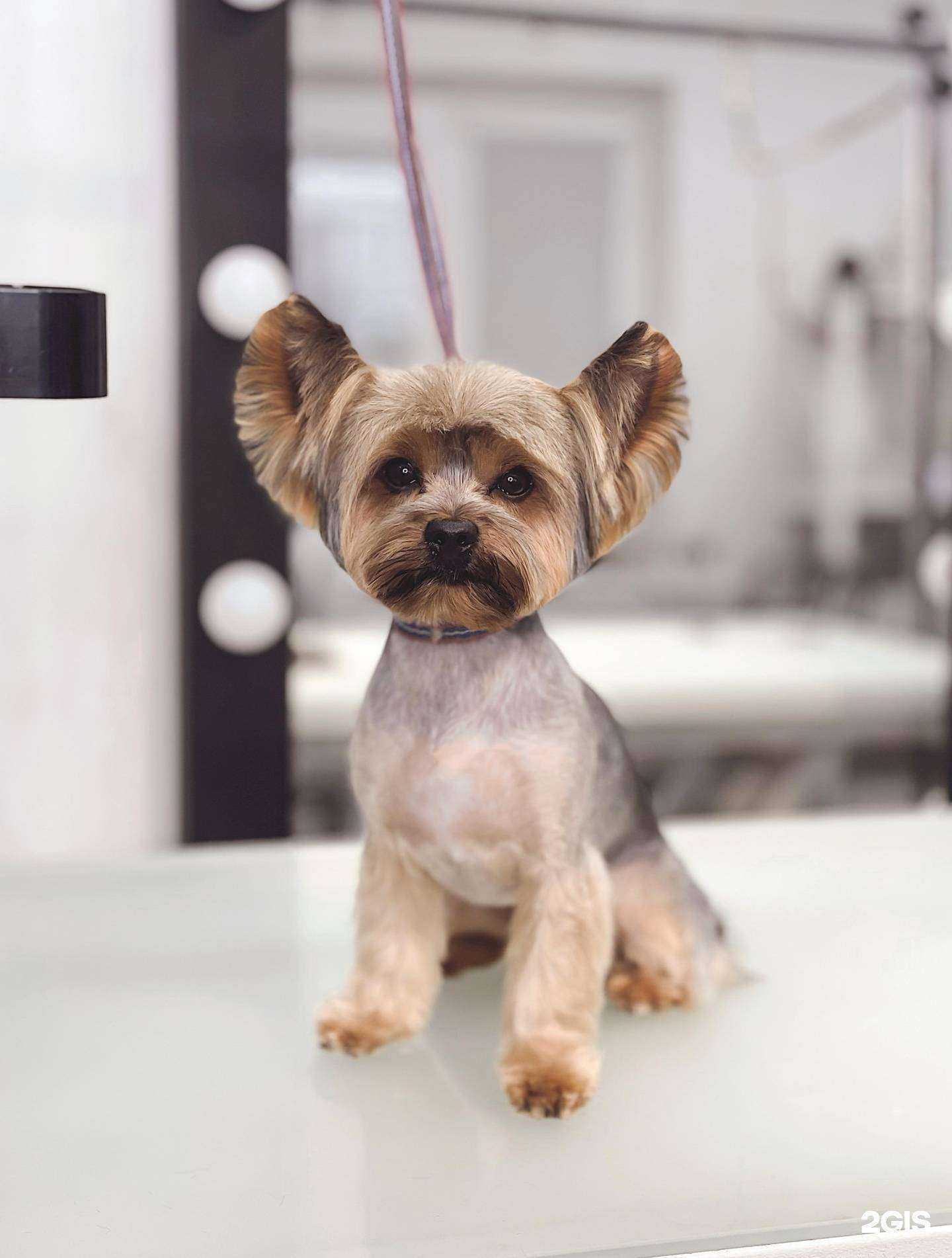 Отзывы на компанию Groomerlab в г. Аксай c фото