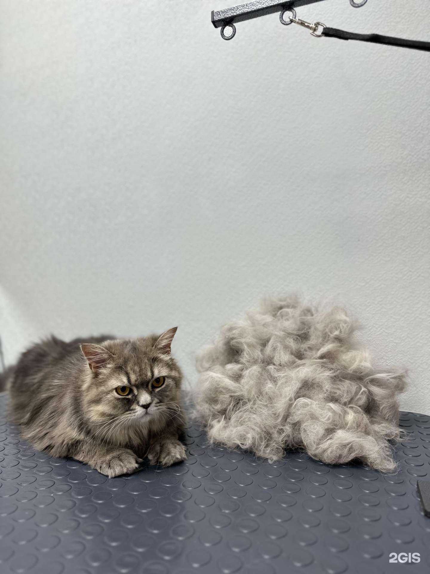 Отзывы на компанию Котопёс в Томске c фото