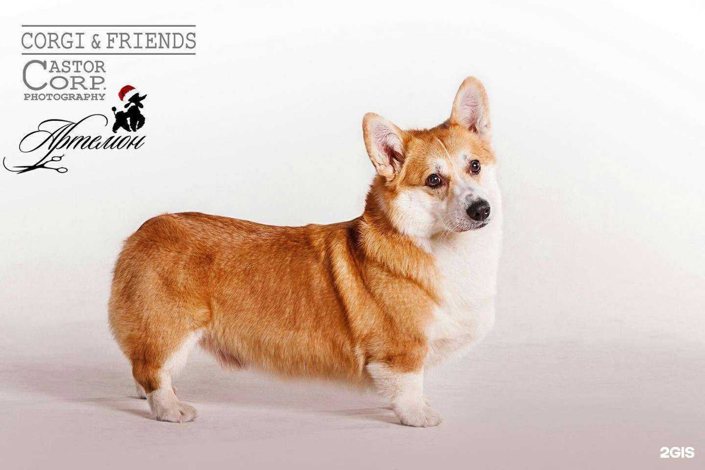 Отзывы на компанию Артемон в Краснодаре c фото