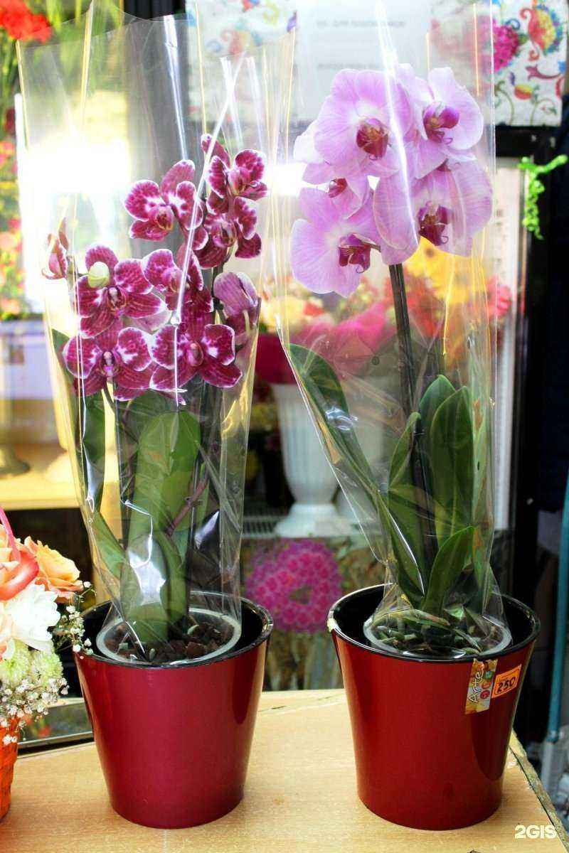 Отзывы на компанию Магазин цветов в Архангельске c фото