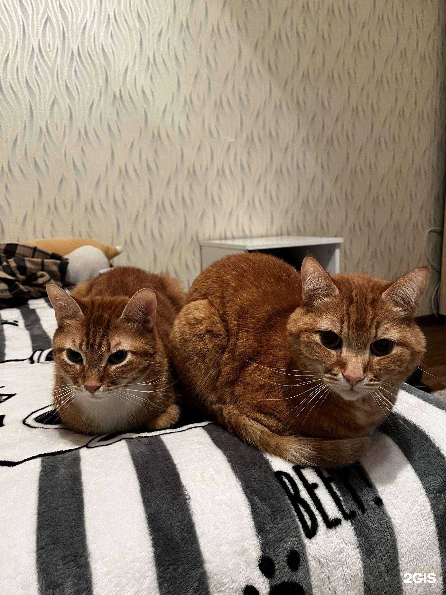 Отзывы на компанию Ветлига в г. Воронеж c фото