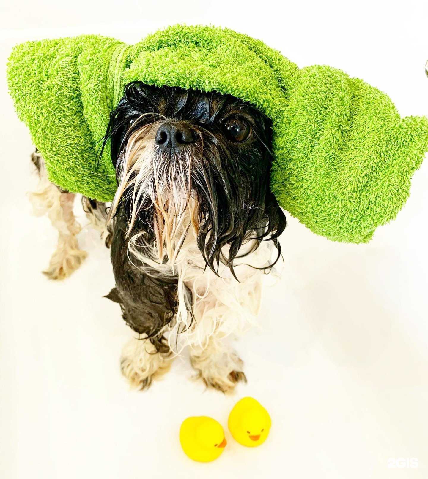 Отзывы на компанию Pet SPA в г. Пермь c фото