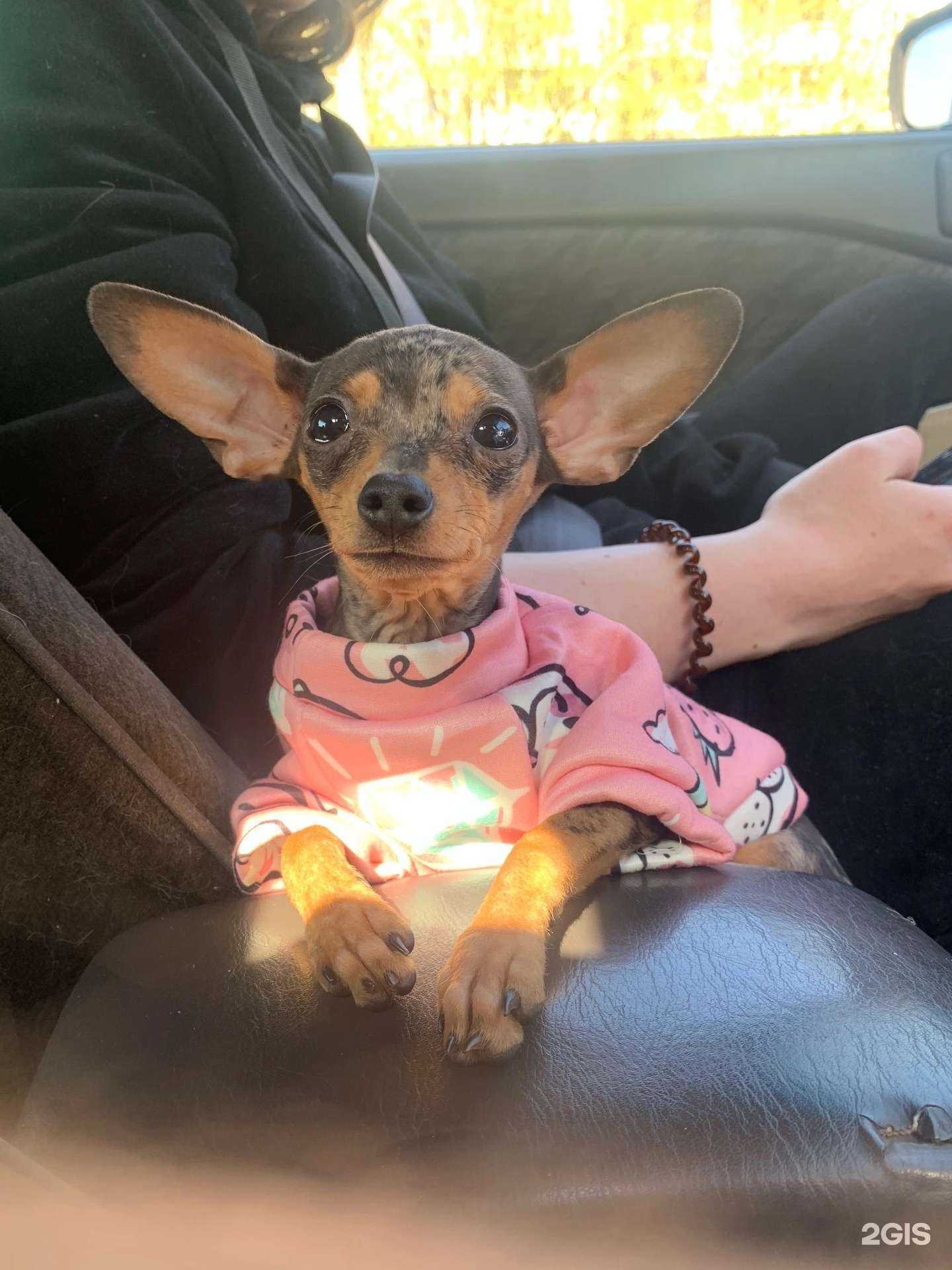 Отзывы на компанию Енот в Чите c фото