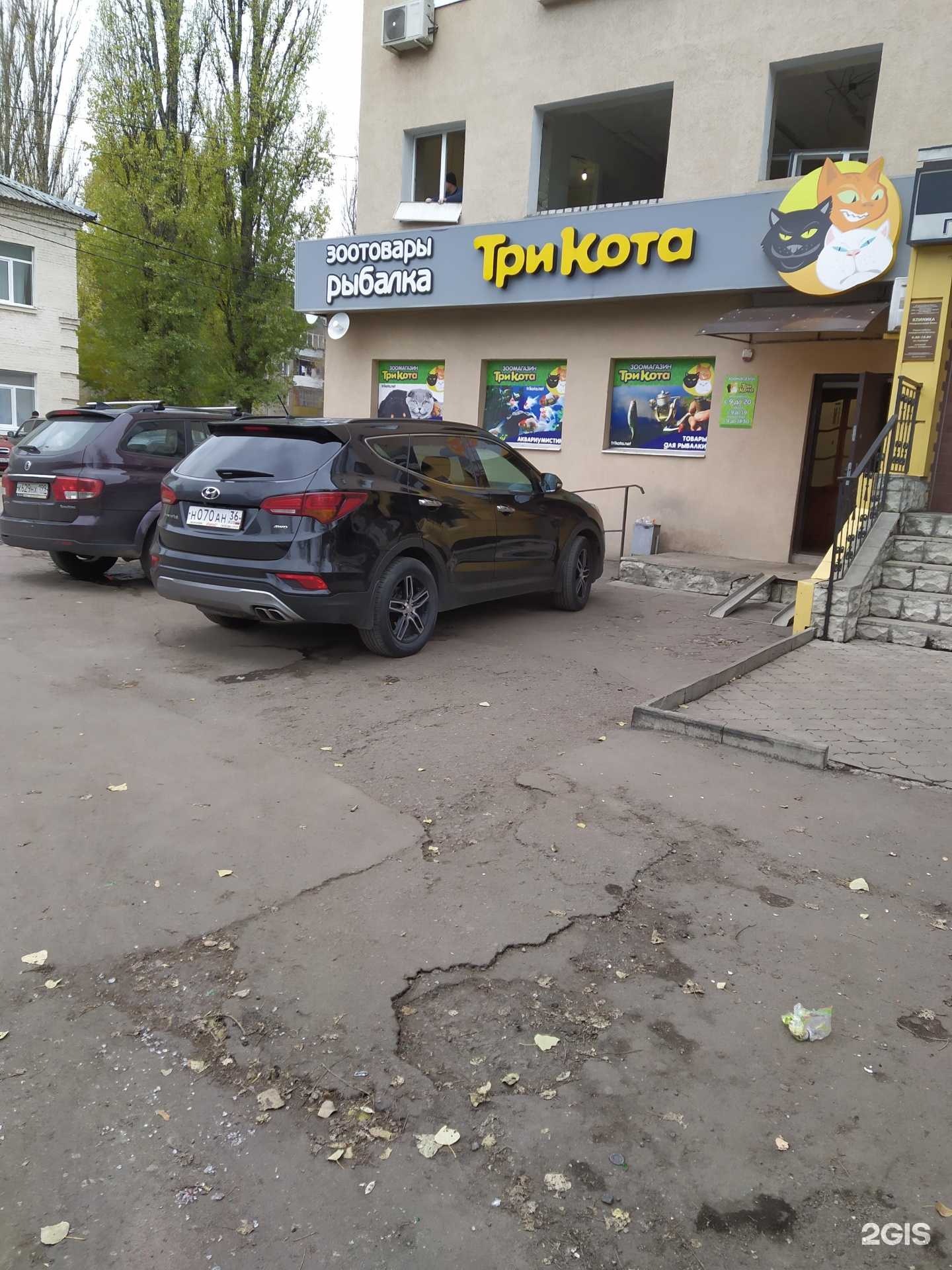 Отзывы на компанию Три кота в Воронеже c фото