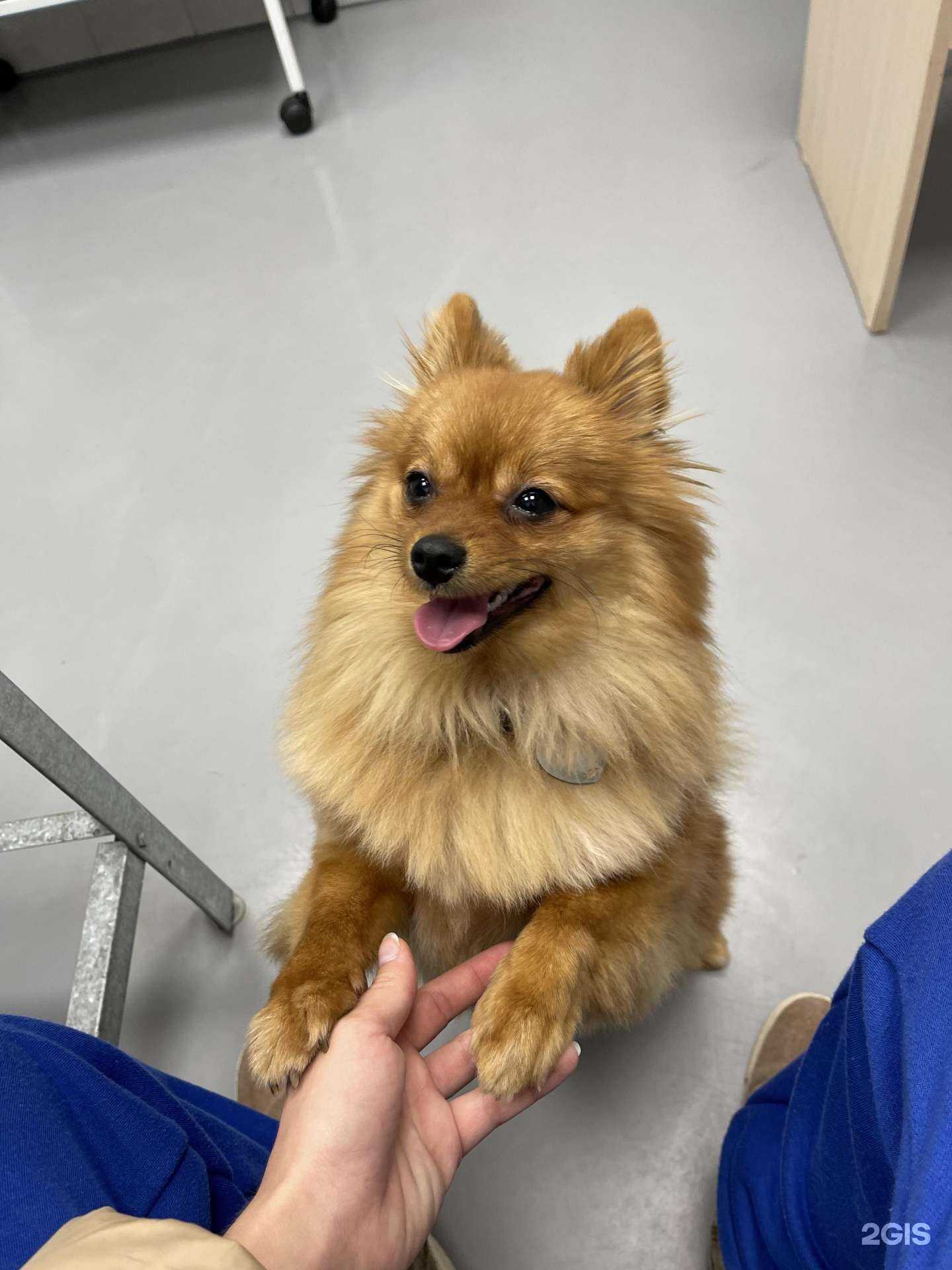 Отзывы на компанию Горилла в Владивостоке c фото