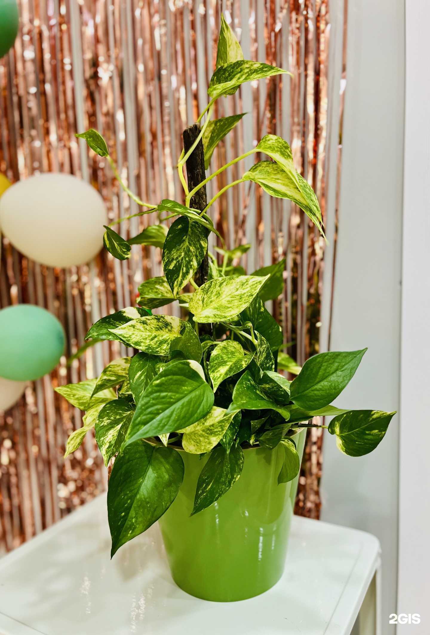 Отзывы на компанию ЮлиУс в Сочи c фото