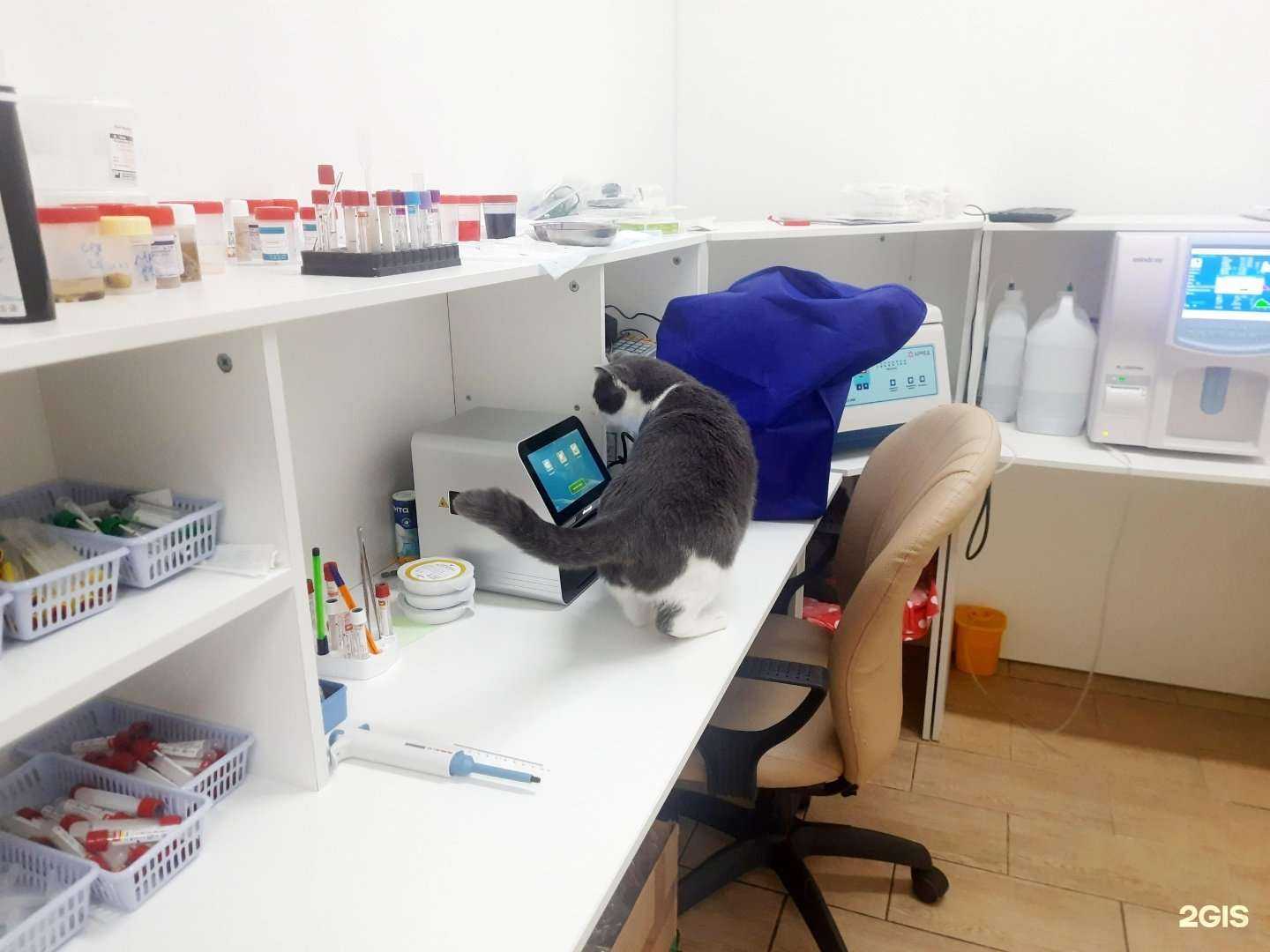 Отзывы на компанию Animals в Ханты-Мансийске c фото