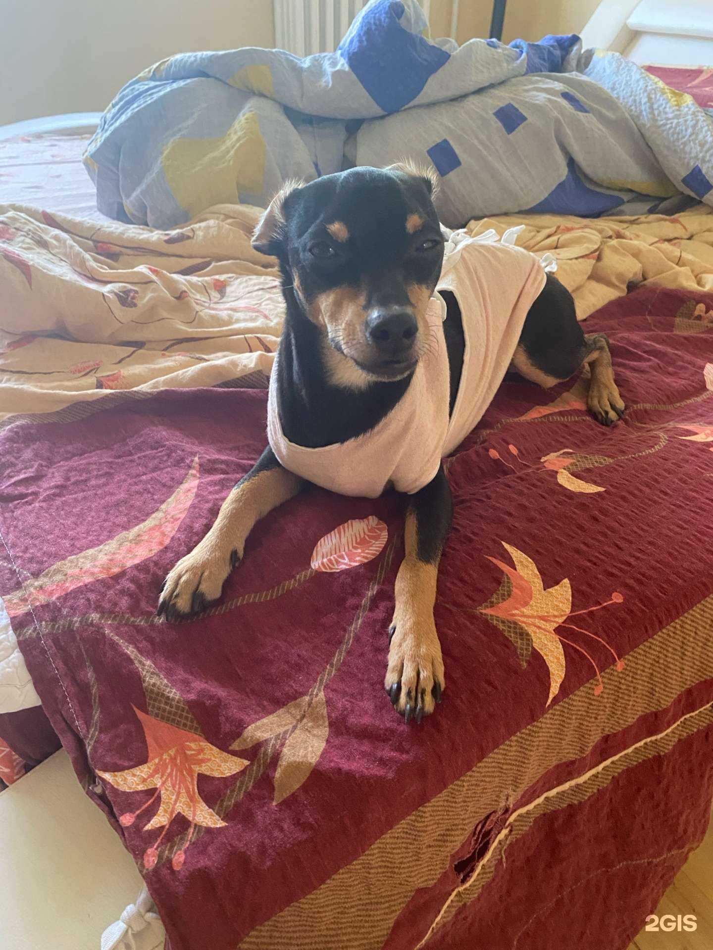 Отзывы на компанию Ветдоктор в Калининграде c фото