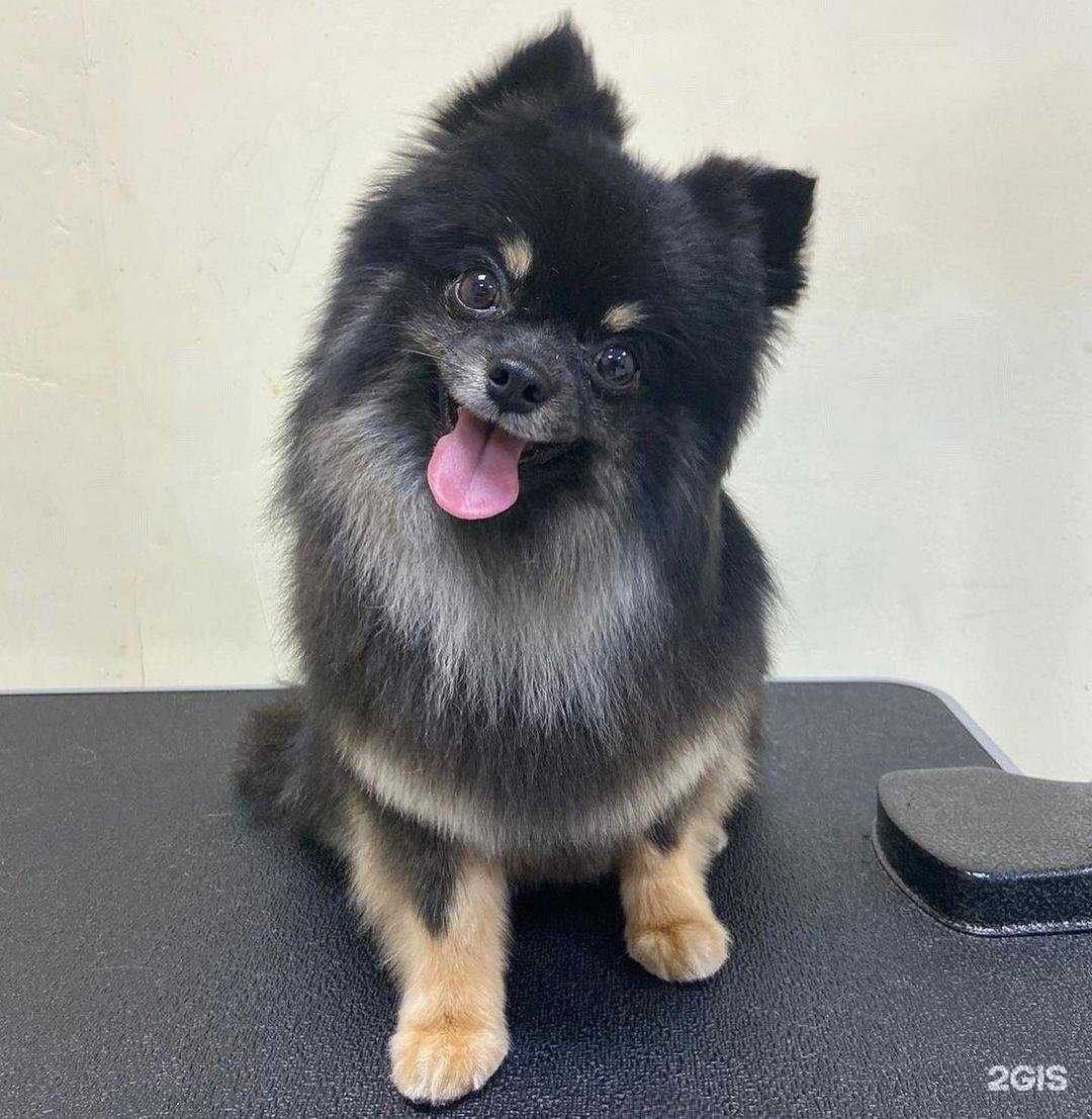 Отзывы на компанию Grooming40 в г. Калуга c фото