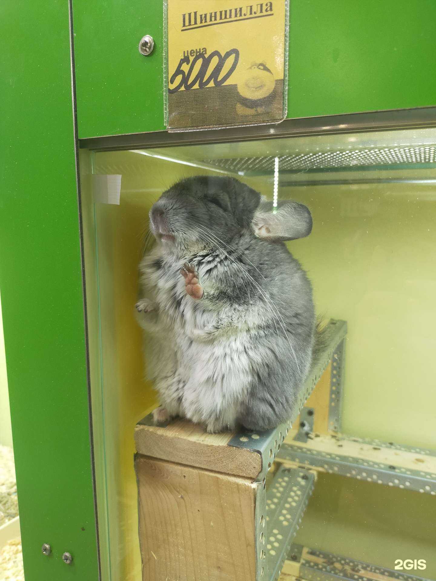 Отзывы на компанию Зверополис в г. Оренбург c фото