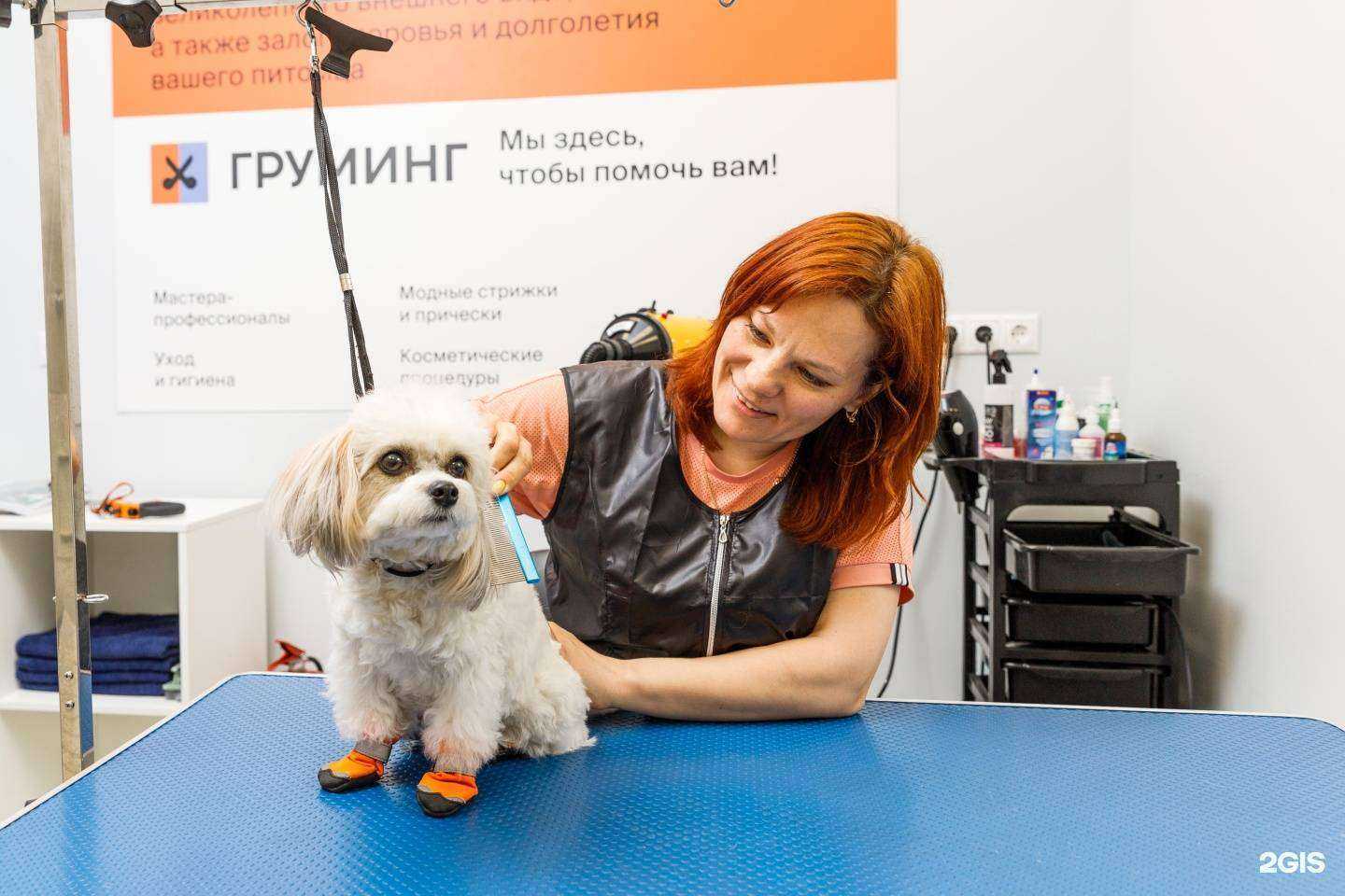 Отзывы на компанию Четыре Лапы в Королёве c фото