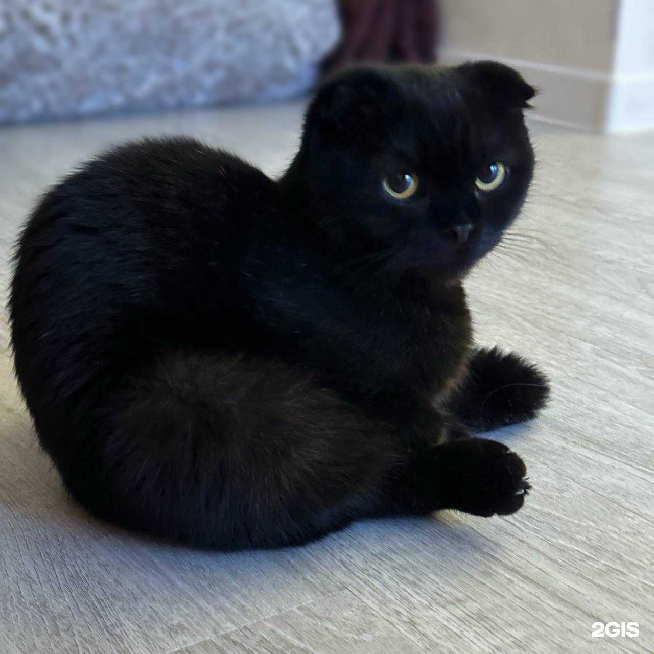 Отзывы на компанию Иркутская городская станция по борьбе с болезнями животных в Иркутске c фото - фотография 2 из 2