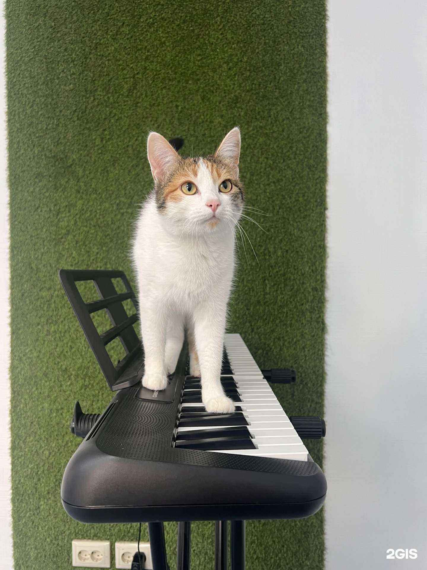 Отзывы на компанию Школа вокала №1 в г. Омск c фото