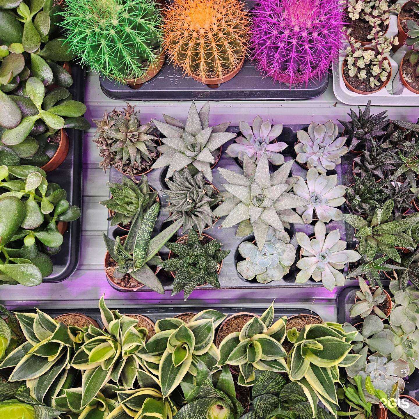 Отзывы на компанию Лемана Про в г. Новокузнецк c фото