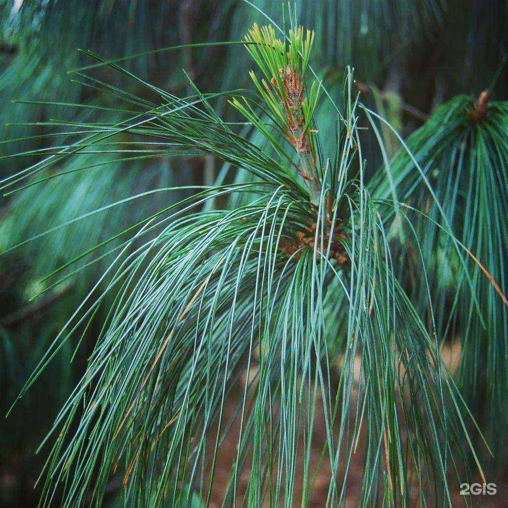 Отзывы на компанию Сады Беловых в Воронеже c фото