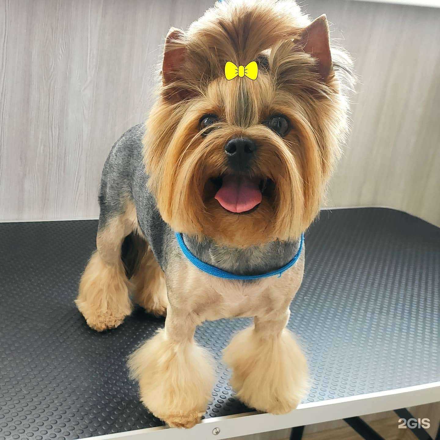 Отзывы на компанию Зоо цирюльня в г. Краснодар c фото