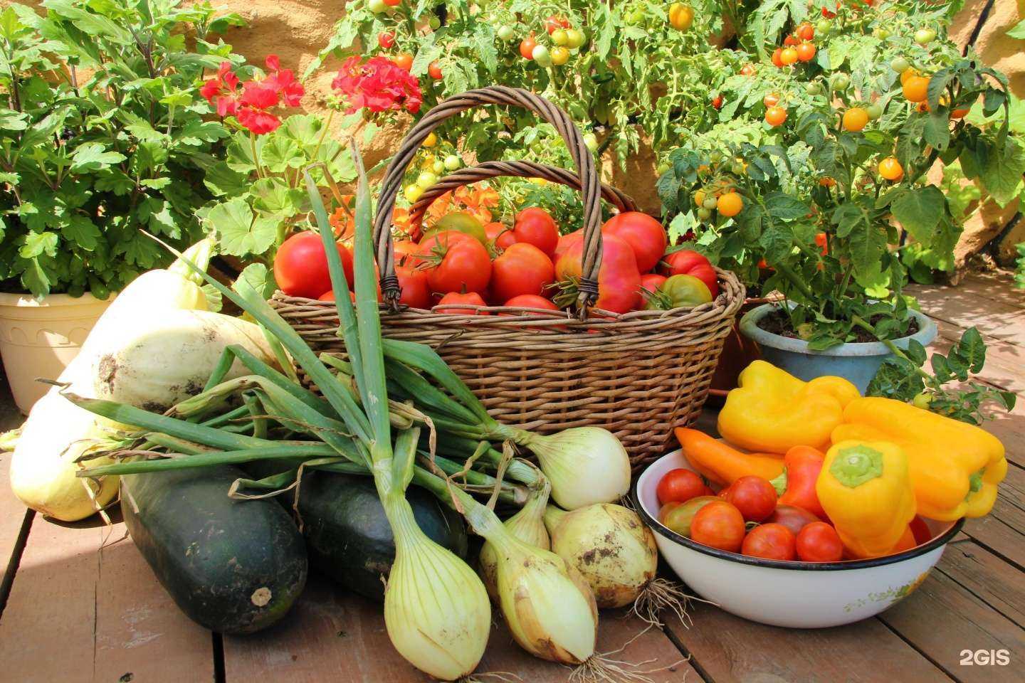 Отзывы на компанию Твой Сад в г. Бердск c фото