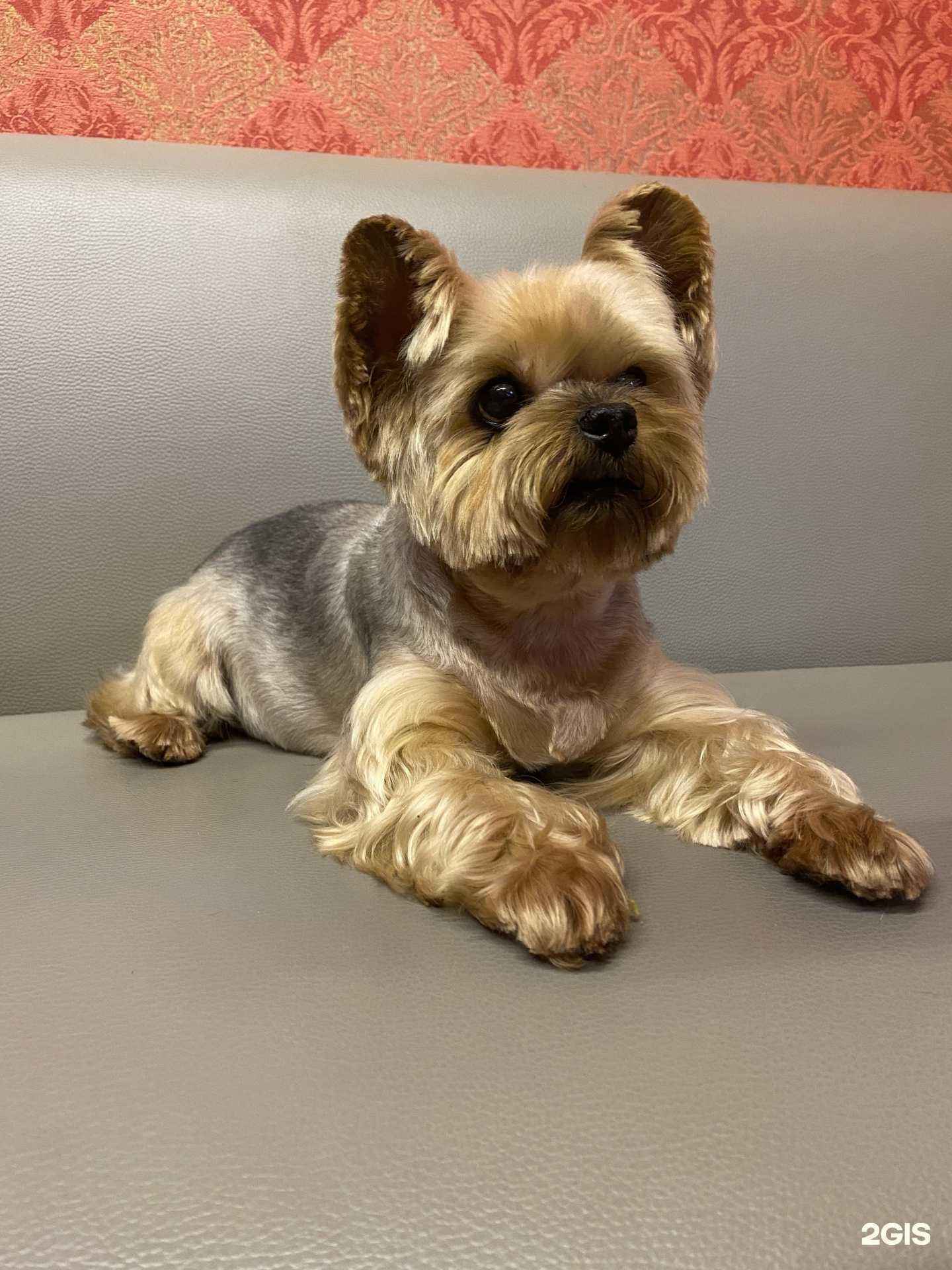 Отзывы на компанию Ветеринарная клиника доктора Кротова в г. Ростов-на-Дону c фото