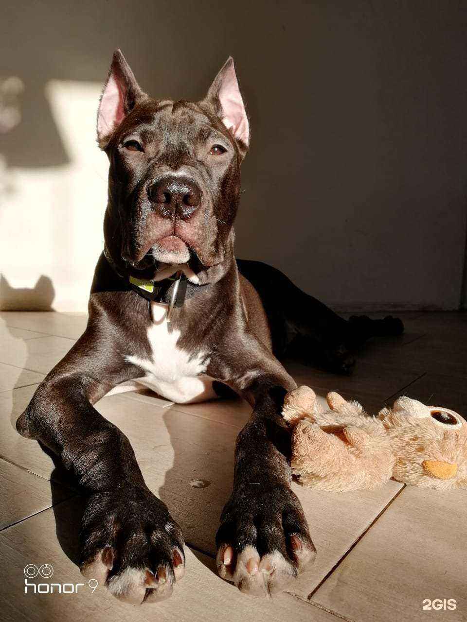 Отзывы на компанию Зверasha в Абакане c фото