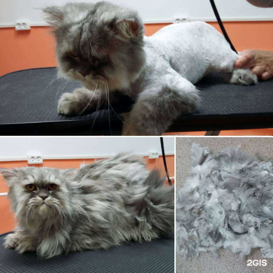 Отзывы на компанию DogSpa в Челябинске c фото