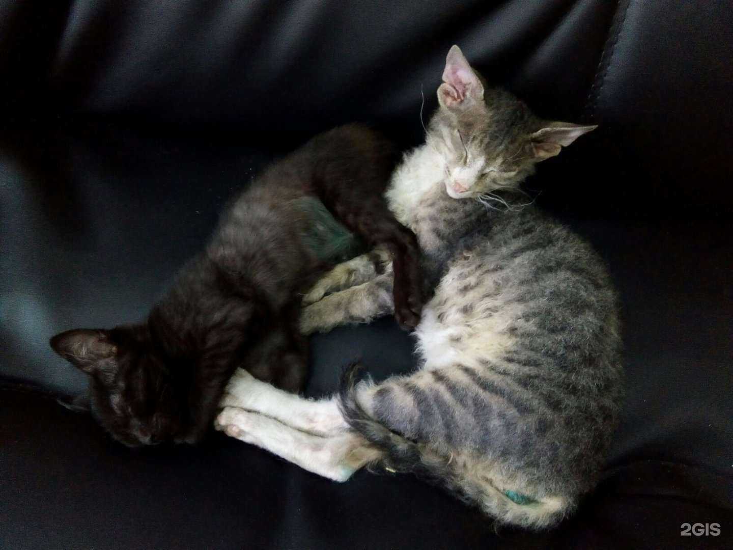 Отзывы на компанию Зоодоктор в Прокопьевске c фото