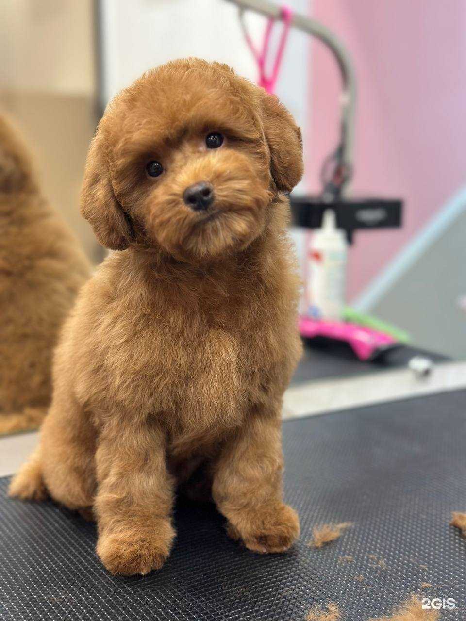 Отзывы на компанию Розовая собака в Тюмени c фото