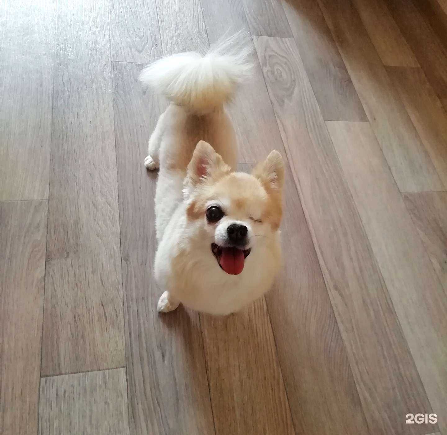 Отзывы на компанию Кот и Пёс в г. Северодвинск c фото