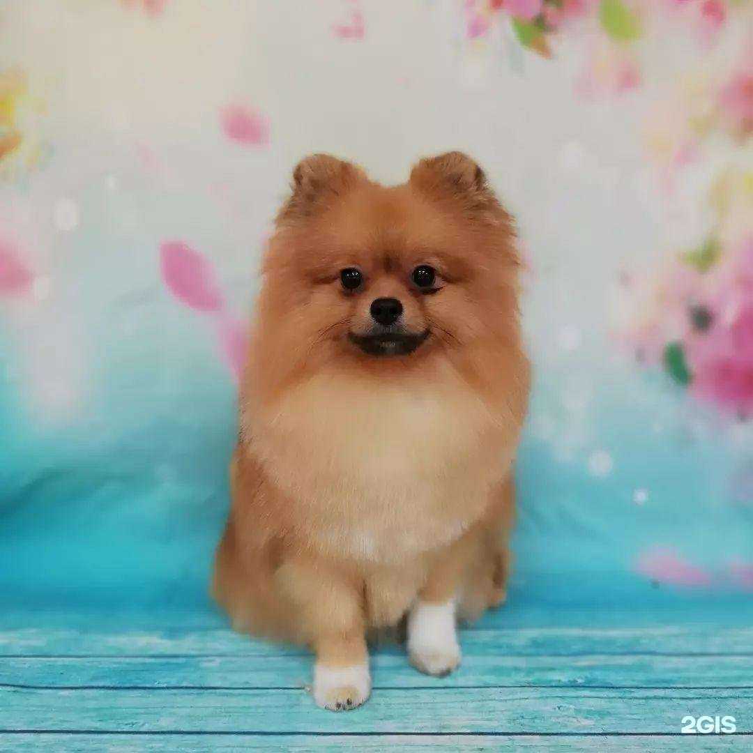 Отзывы на компанию Любимка в Туле c фото