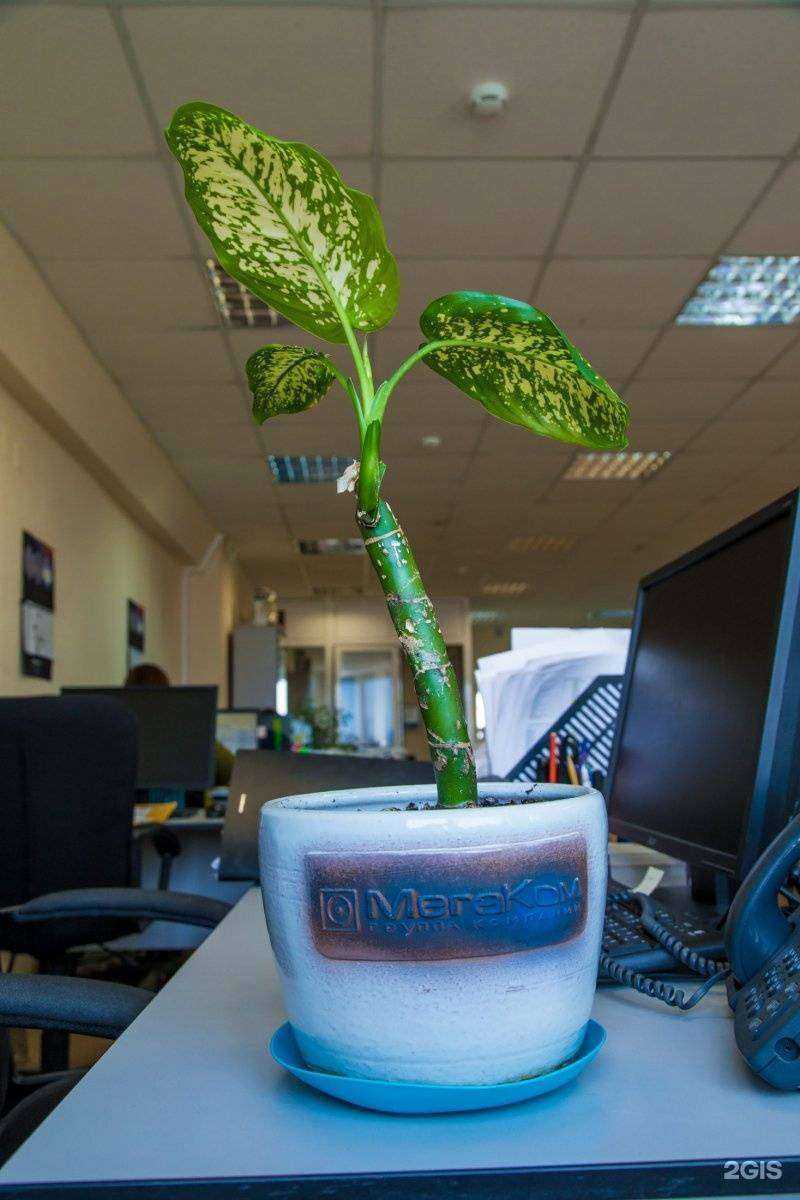 Отзывы на компанию Мегаком-ИТ в г. Новосибирск c фото