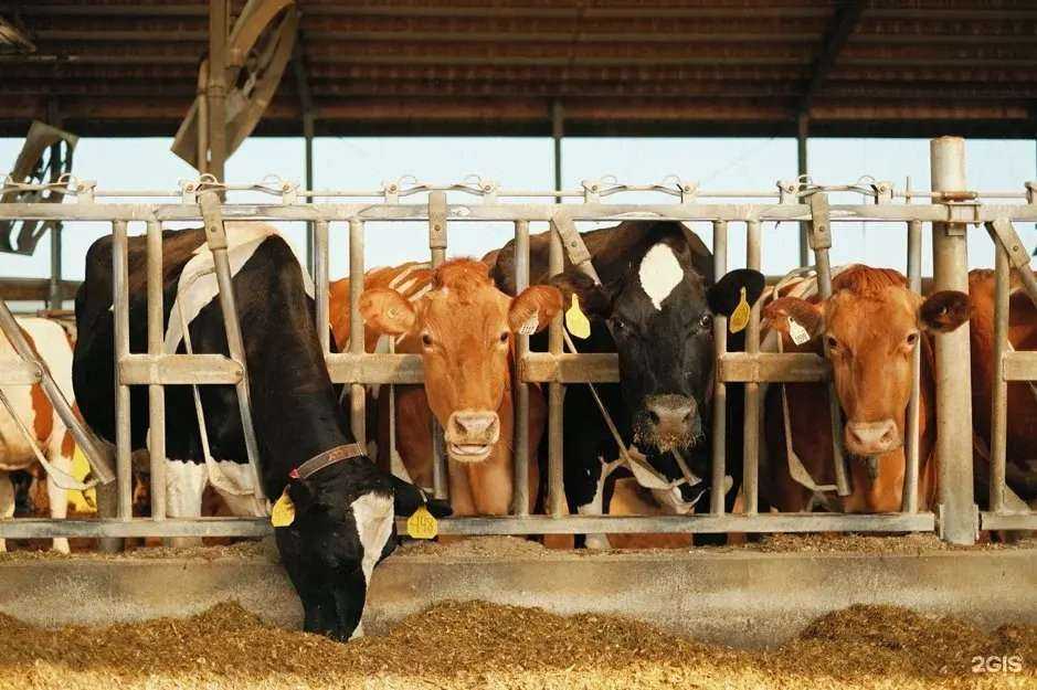 Отзывы на компанию Компания по продаже земельных участков в г. Тюмень c фото