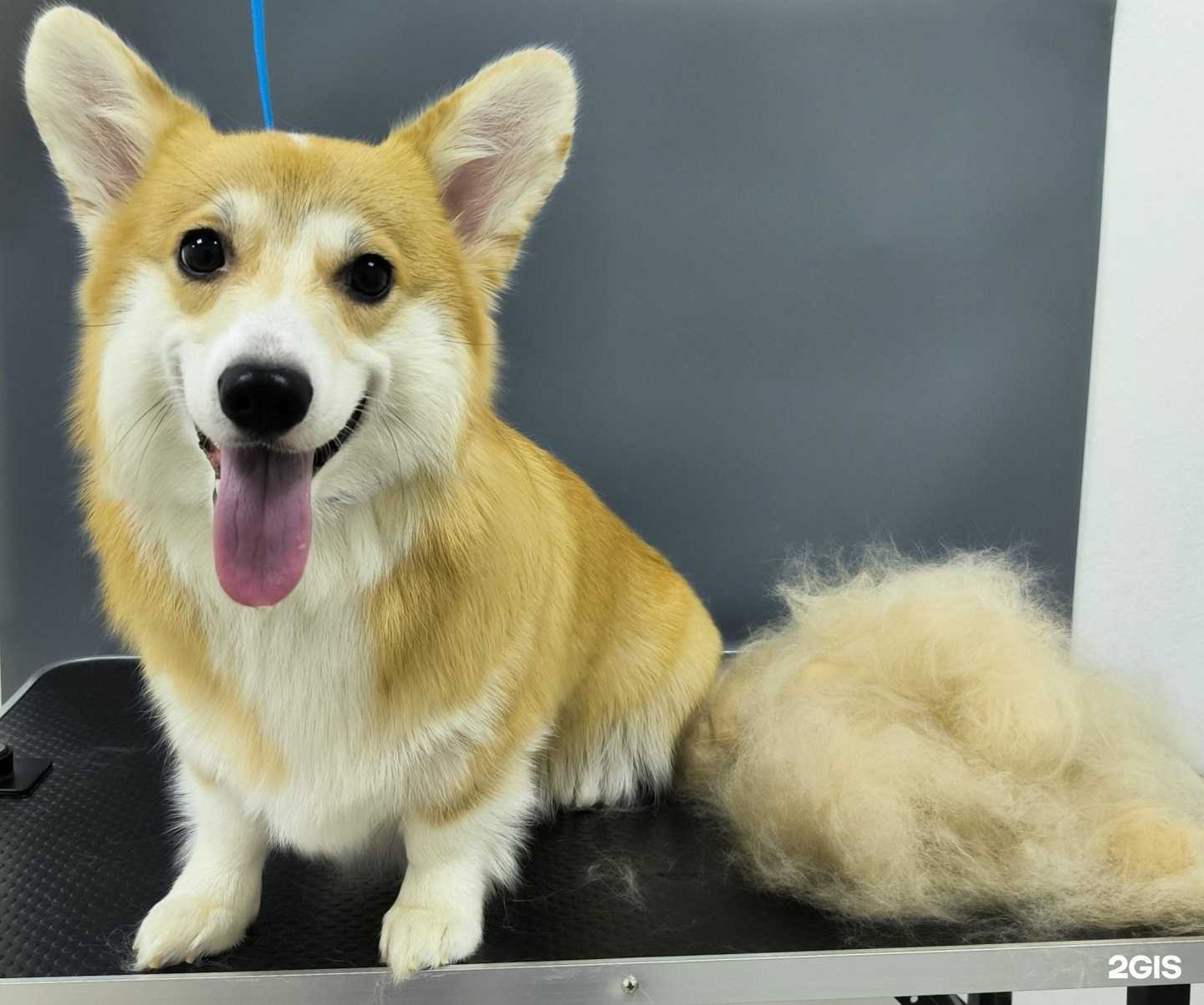 Отзывы на компанию Бруно в г. Пермь c фото