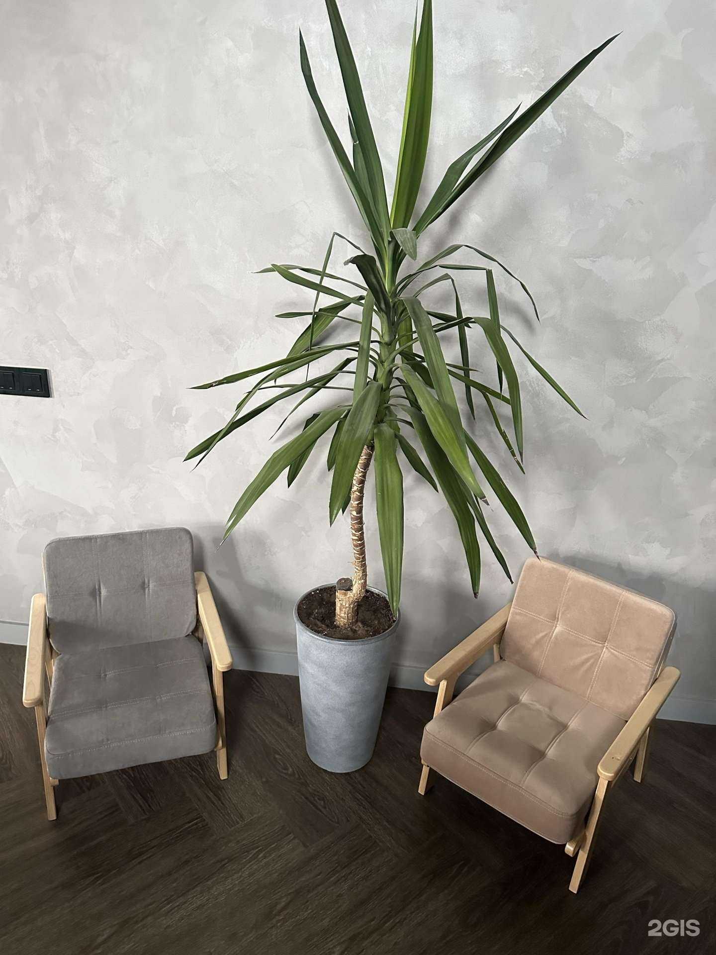 Отзывы на компанию Макадамия в Ижевске c фото