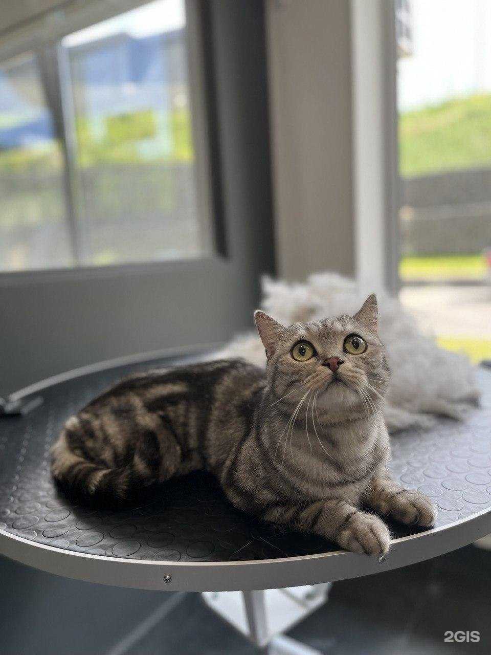 Отзывы на компанию Barberdog в Воронеже c фото