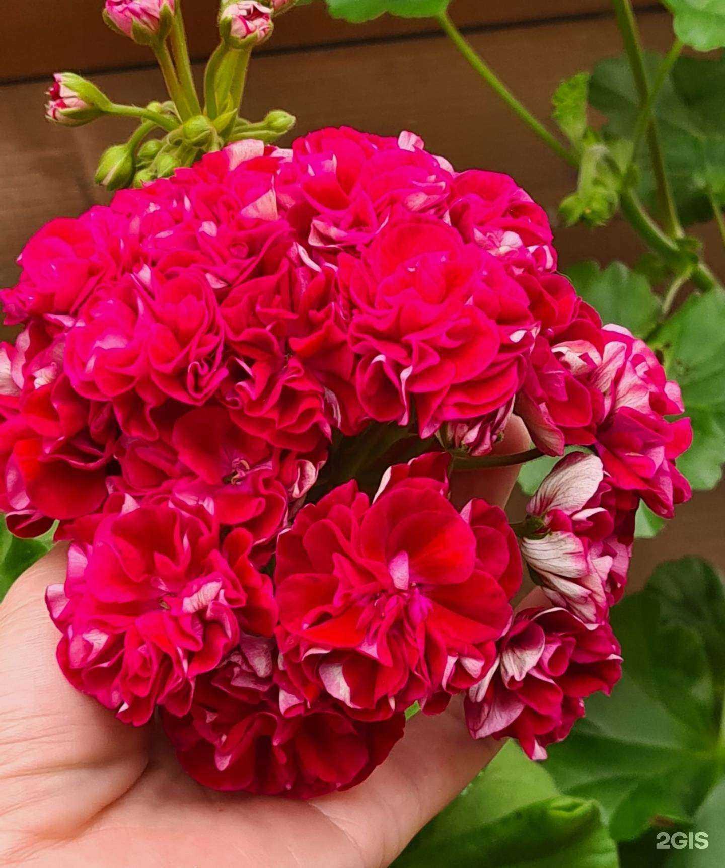 Отзывы на компанию Садовый центр Александры Спасской в Красноярске c фото