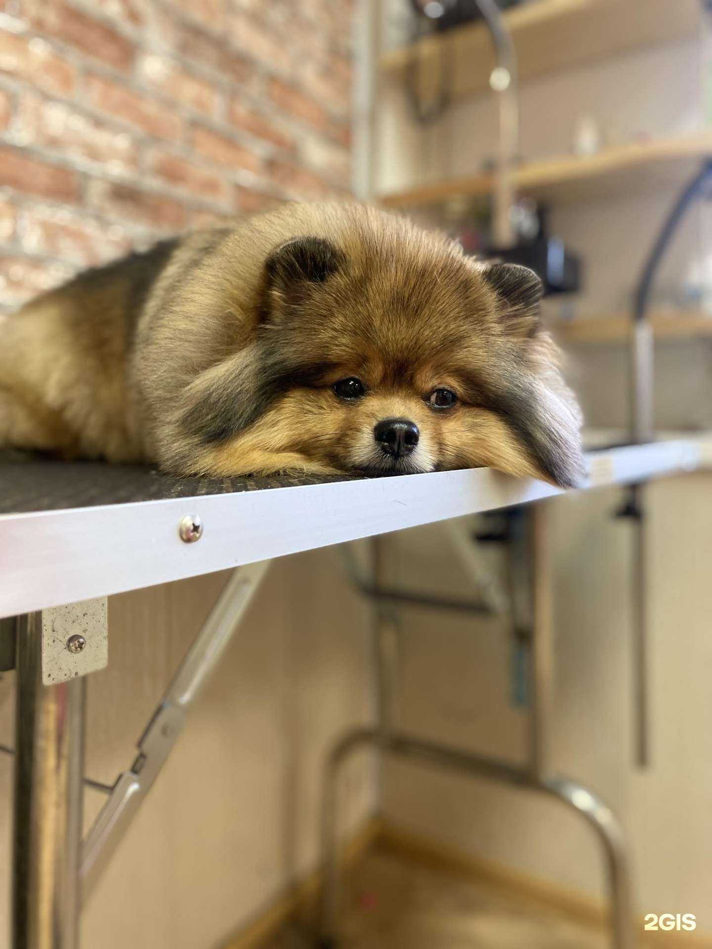 Отзывы на компанию Пушок в Хабаровске c фото