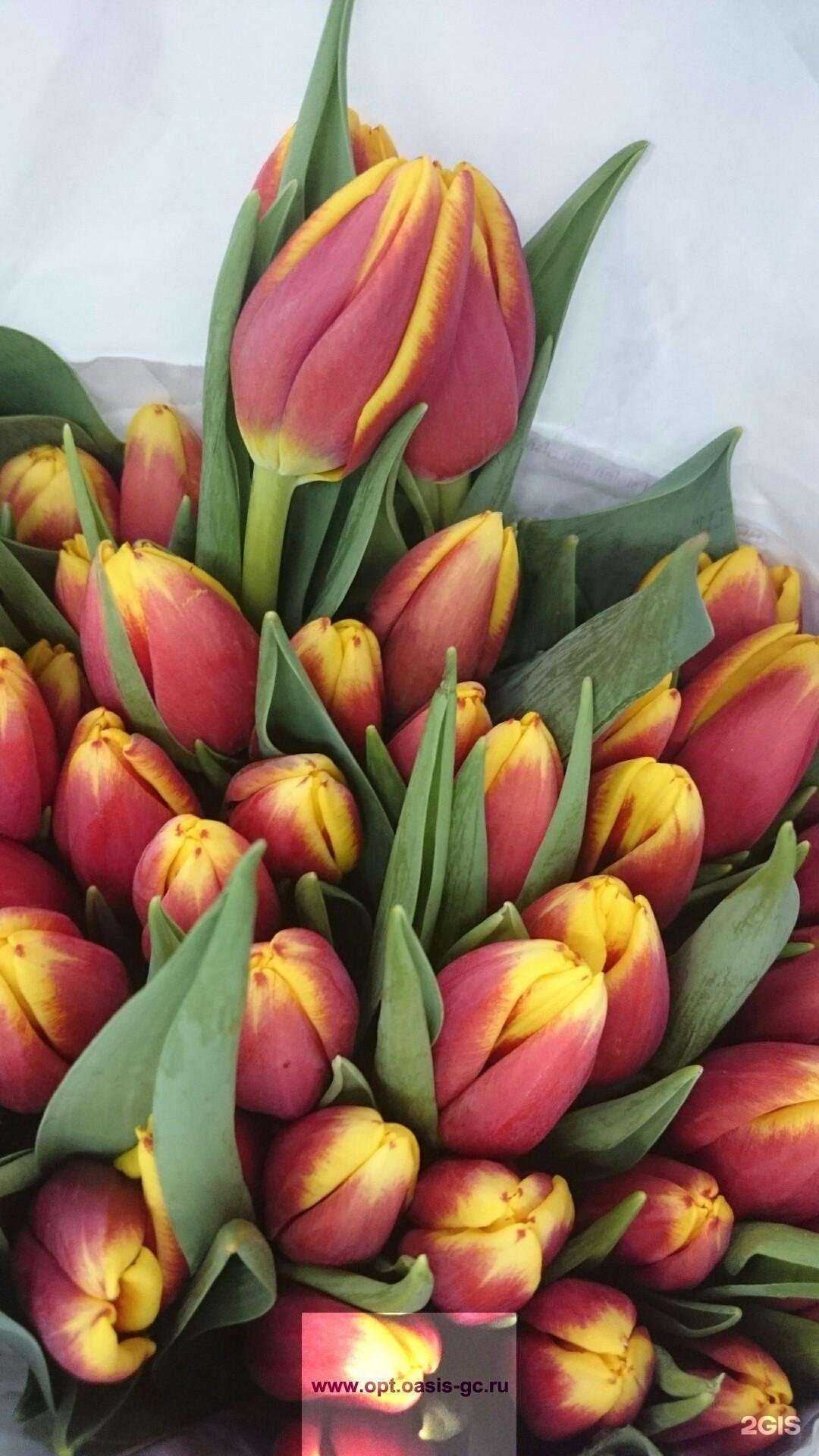 Отзывы на компанию Оазис в Балашихе c фото