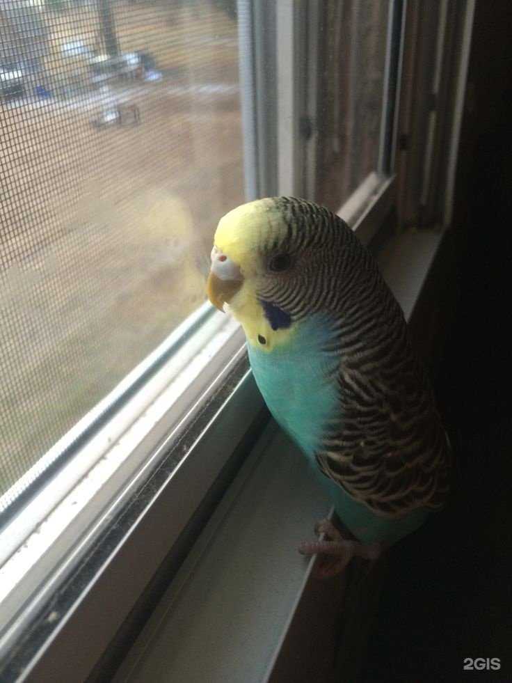 Отзывы на компанию ТермоОкна в Новосибирске c фото