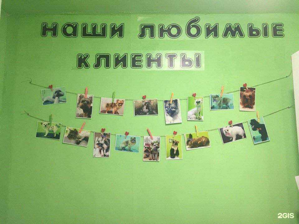 Отзывы на компанию Мяу-Гав в г. Ярославль c фото