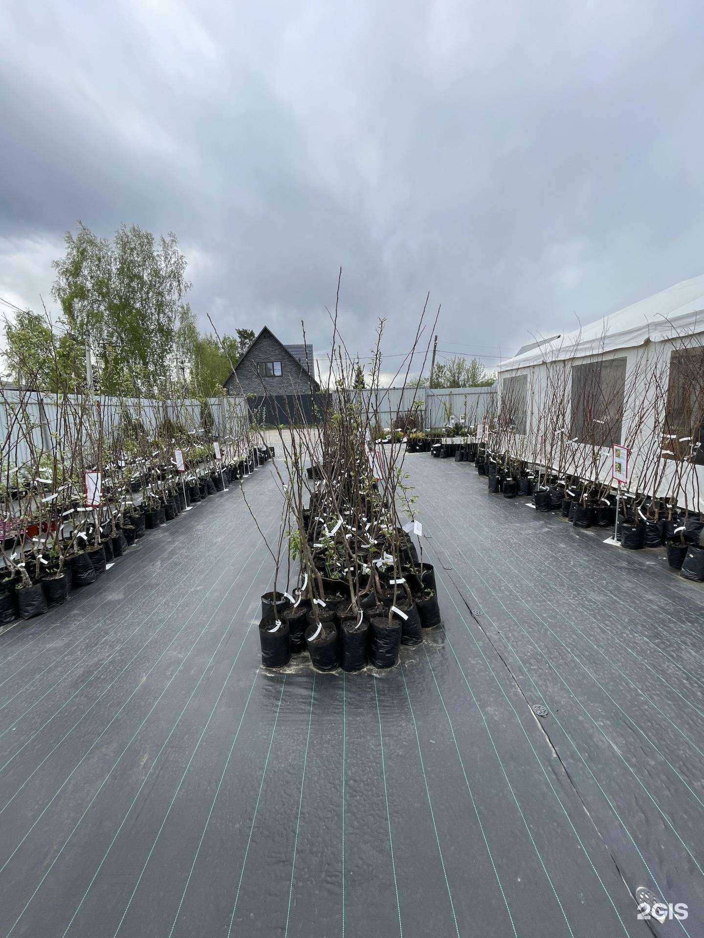 Отзывы на компанию Сад на Рассвете в г. Тюмень c фото