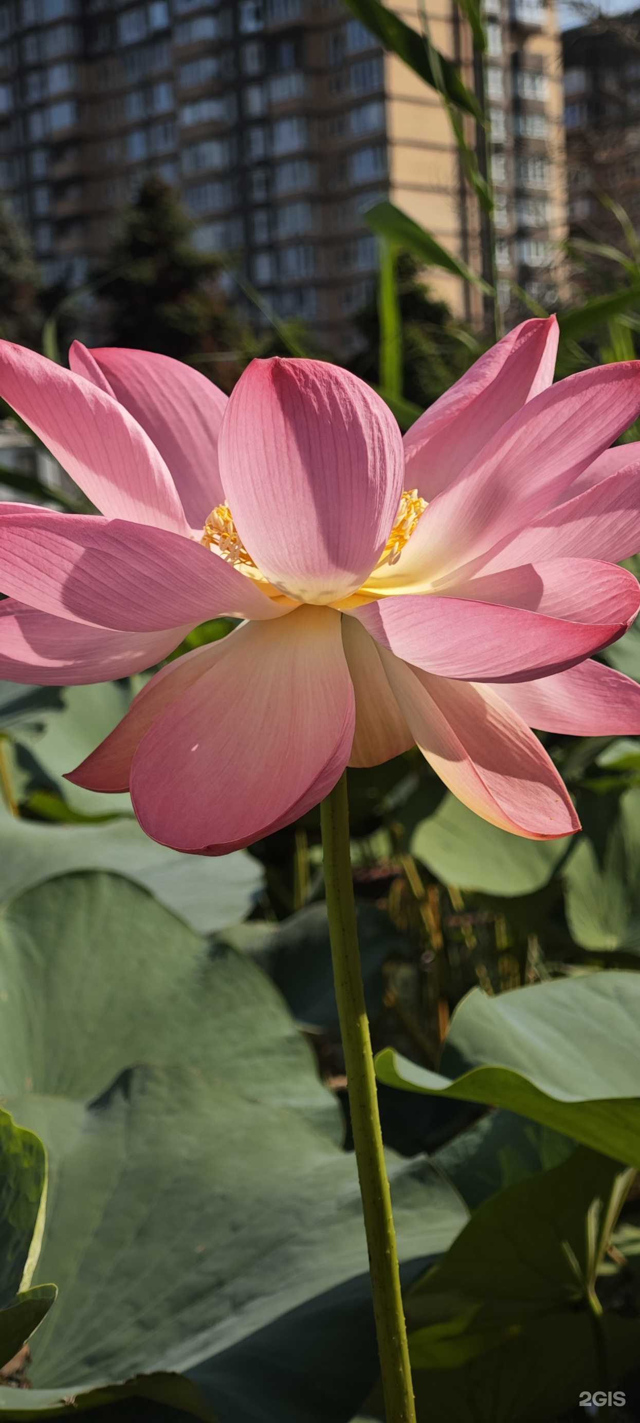 Отзывы на компанию Go to SUP в Краснодаре c фото