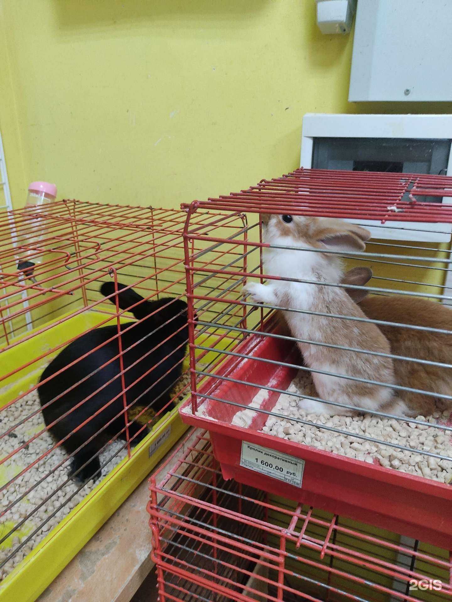 Отзывы на компанию Любимец в Арзамасе c фото