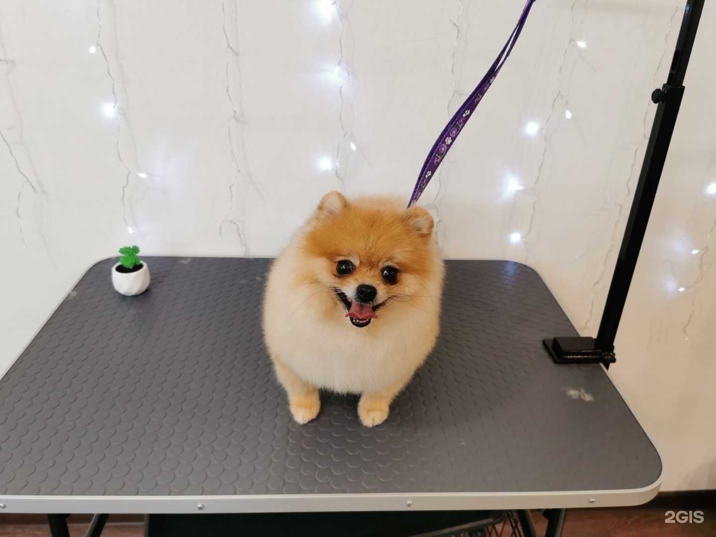 Отзывы на компанию Sobaka Style в г. Киров c фото