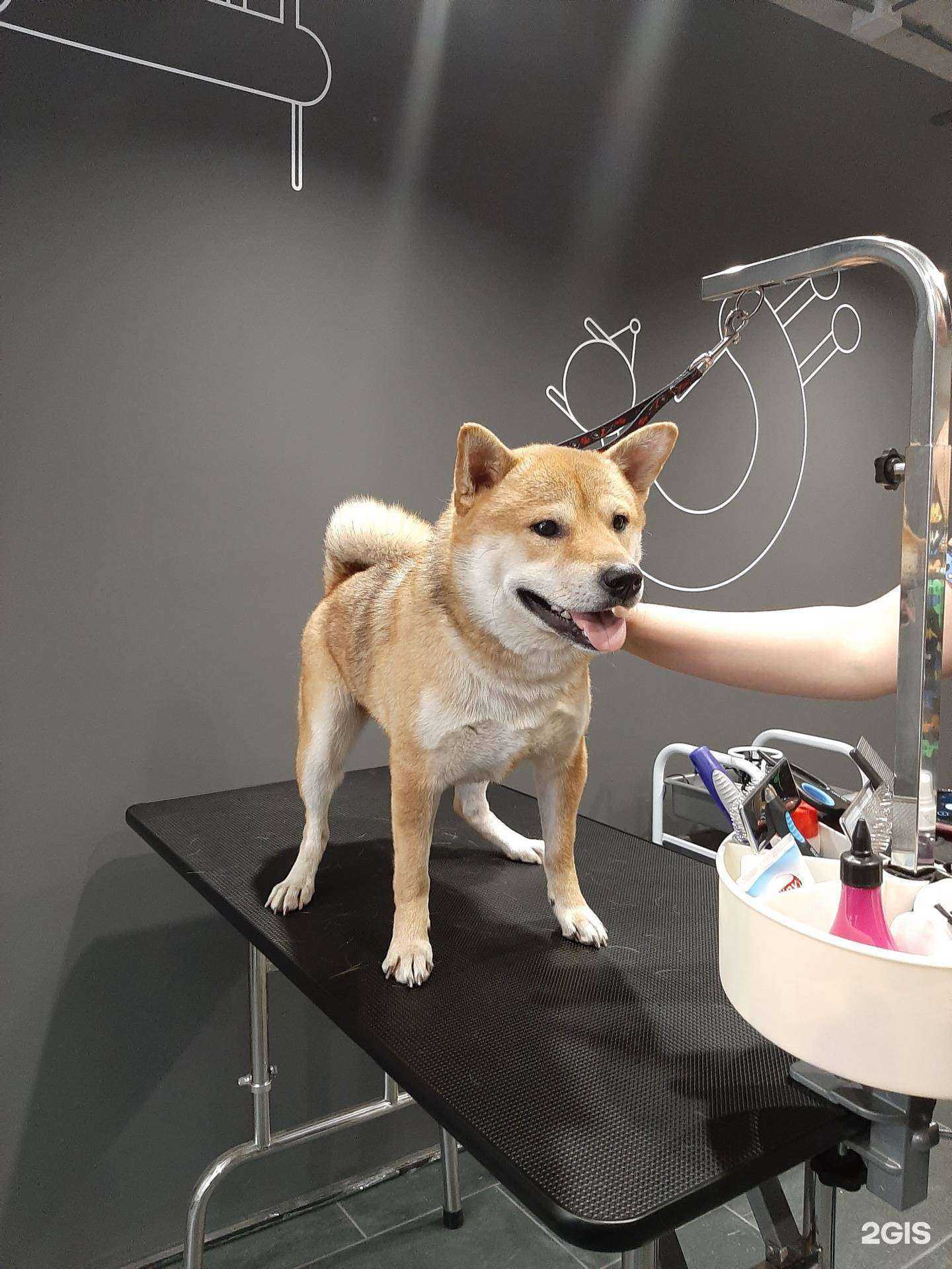 Отзывы на компанию BarberDog в Ростове-на-Дону c фото