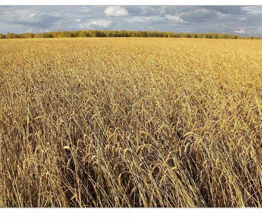 Отзывы на компанию Ишимский мясокомбинат в г. Тюмень c фото