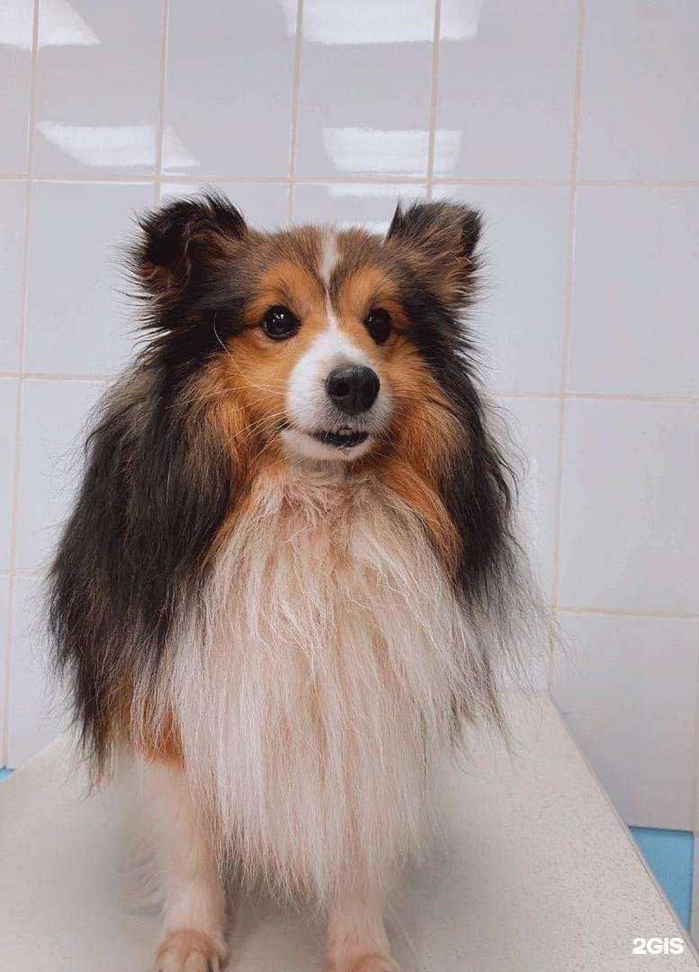 Отзывы на компанию Доктор Маус в Красноярске c фото