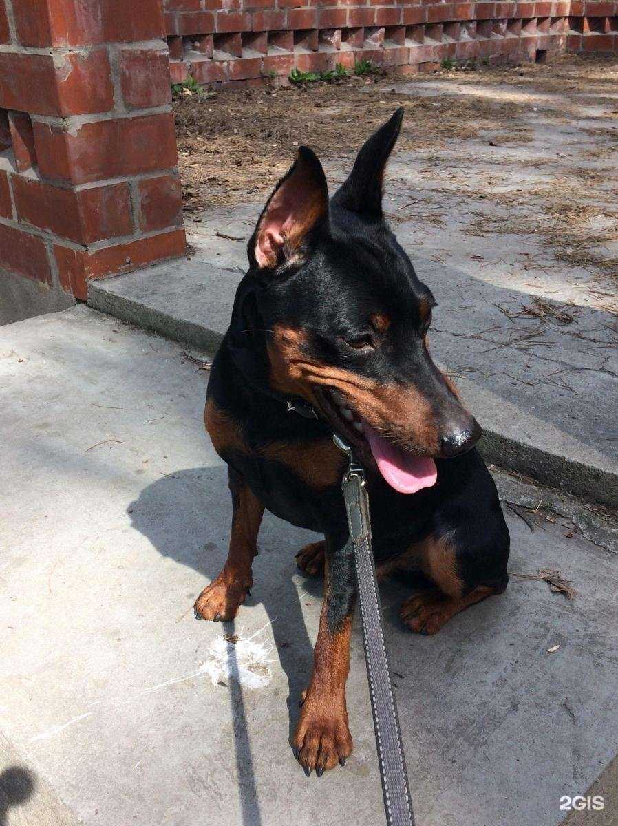 Отзывы на компанию Ветеринарный кабинет в г. Иркутск c фото