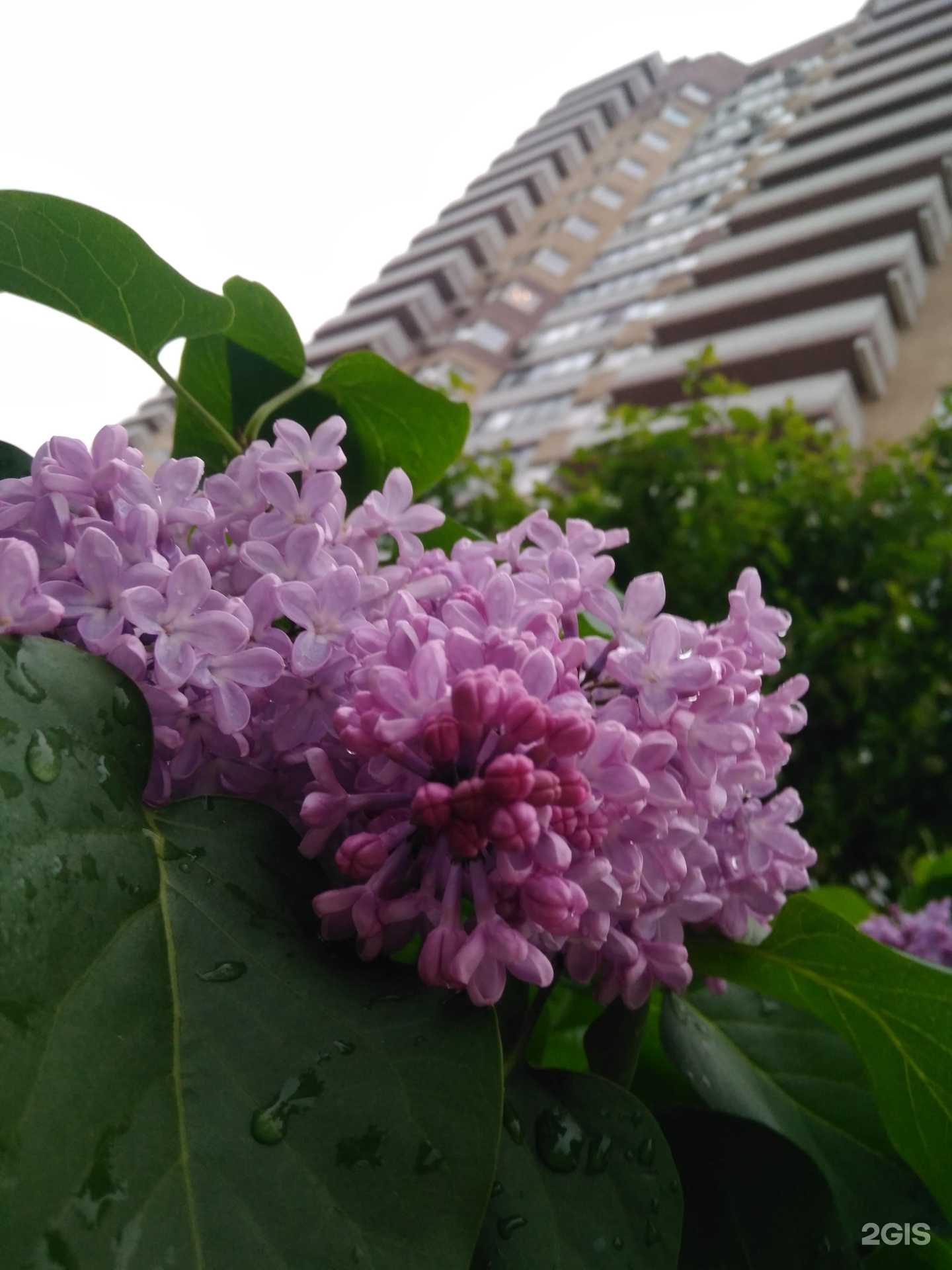 Отзывы на компанию Майя в Одинцове c фото - фотография 2 из 2